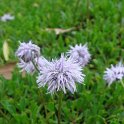 Globularia cordifolia fleur